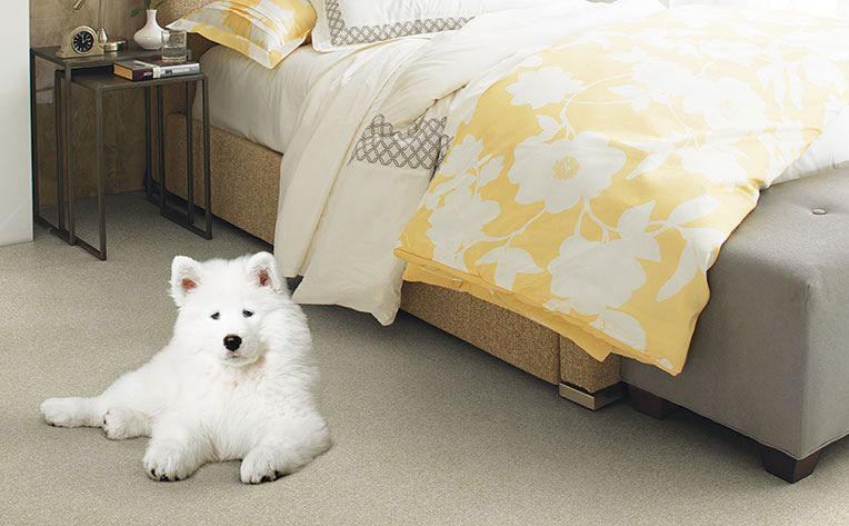 white dog on pet friendly carpet